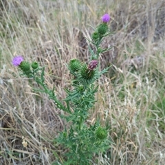 Cirsium vulgare (Spear Thistle) at Throsby, ACT - 18 Jan 2025 by albeccax