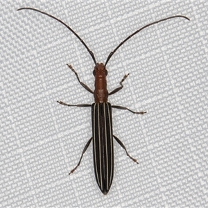 Syllitus rectus at Melba, ACT - 13 Jan 2025 11:31 PM