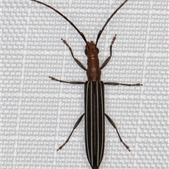Syllitus rectus at Melba, ACT - 13 Jan 2025 11:31 PM