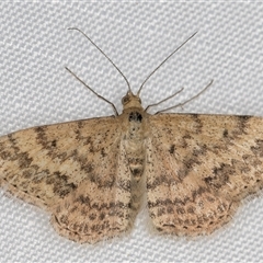 Scopula rubraria (Reddish Wave, Plantain Moth) at Melba, ACT - 13 Jan 2025 by kasiaaus