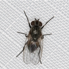 Unverified True fly (Diptera) at Melba, ACT - 13 Jan 2025 by kasiaaus