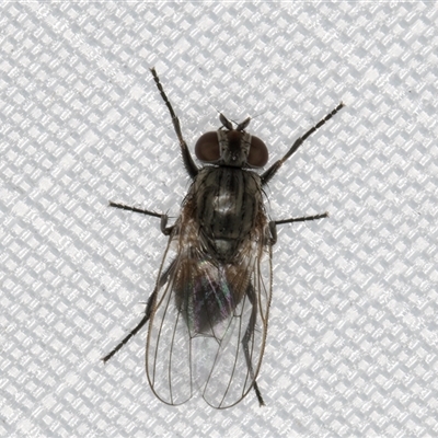 Unverified True fly (Diptera) at Melba, ACT - 13 Jan 2025 by kasiaaus