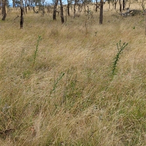 Cirsium vulgare at Throsby, ACT - 18 Jan 2025