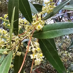 Olea europaea subsp. cuspidata (African Olive) at Isaacs, ACT - 18 Jan 2025 by Mike