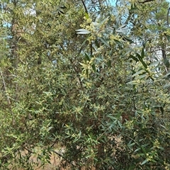 Olea europaea subsp. cuspidata at Isaacs, ACT - 18 Jan 2025 03:16 PM