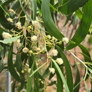 Acacia doratoxylon at Isaacs, ACT by Mike