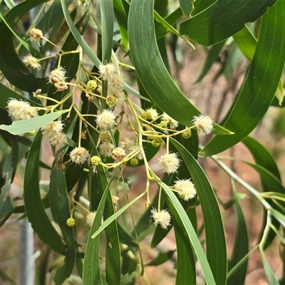 Acacia implexa (Hickory Wattle, Lightwood) at Isaacs, ACT - 18 Jan 2025 by Mike