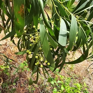 Acacia implexa at Isaacs, ACT - 18 Jan 2025 03:03 PM