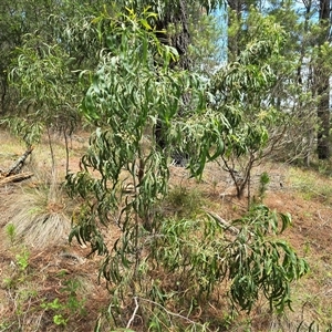 Acacia implexa at Isaacs, ACT - 18 Jan 2025 03:03 PM