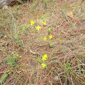 Tricoryne elatior at Isaacs, ACT - 18 Jan 2025 03:00 PM