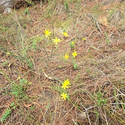 Tricoryne elatior (Yellow Rush Lily) at Isaacs, ACT - 18 Jan 2025 by Mike