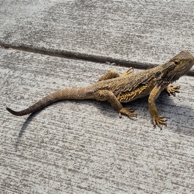 Pogona barbata (Eastern Bearded Dragon) at Higgins, ACT - 18 Jan 2025 by LD12