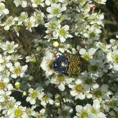 Stigmodera macularia (Macularia jewel beetle) at Jervis Bay Village, JBT - 6 Nov 2024 by Maxxy167