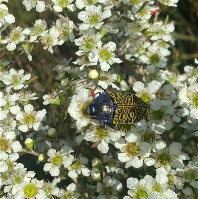 Stigmodera macularia (Macularia jewel beetle) at Jervis Bay Village, JBT - 6 Nov 2024 by Maxxy167