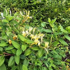 Lonicera japonica at Isaacs, ACT - 18 Jan 2025 03:39 PM