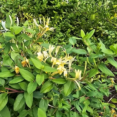 Lonicera japonica (Japanese Honeysuckle) at Isaacs, ACT - 18 Jan 2025 by Mike