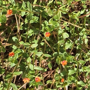 Lysimachia arvensis at Isaacs, ACT - 18 Jan 2025 03:36 PM