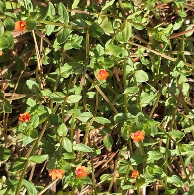 Lysimachia arvensis (Scarlet Pimpernel) at Isaacs, ACT - 18 Jan 2025 by Mike