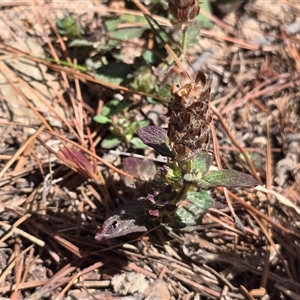 Prunella vulgaris at Isaacs, ACT - 18 Jan 2025 03:35 PM