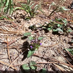 Prunella vulgaris at Isaacs, ACT - 18 Jan 2025 03:35 PM