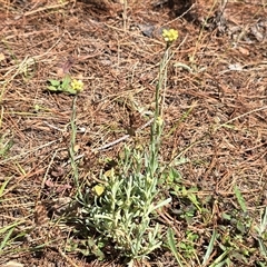 Pseudognaphalium luteoalbum (Jersey Cudweed) at Isaacs, ACT - 18 Jan 2025 by Mike