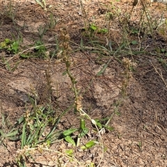 Gamochaeta sp. (Cudweed) at Isaacs, ACT - 18 Jan 2025 by Mike