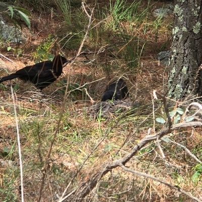 Corcorax melanorhamphos (White-winged Chough) at Isaacs, ACT - 18 Jan 2025 by Mike