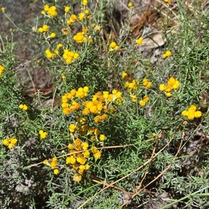 Chrysocephalum semipapposum at Isaacs, ACT by Mike