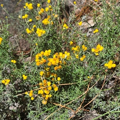 Chrysocephalum semipapposum (Clustered Everlasting) at Isaacs, ACT - 18 Jan 2025 by Mike