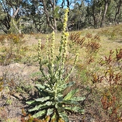 Verbascum thapsus subsp. thapsus at Isaacs, ACT - 18 Jan 2025 by Mike