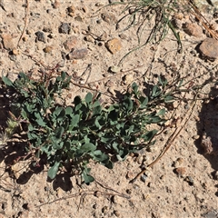 Rumex acetosella at Isaacs, ACT - 18 Jan 2025 by Mike