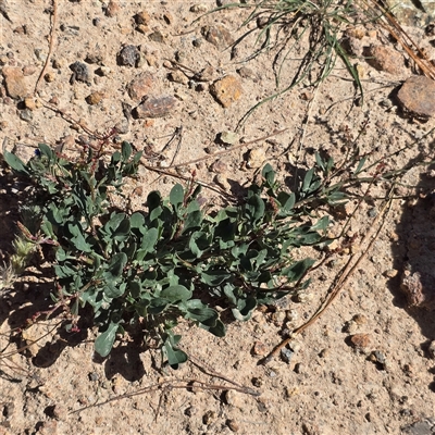 Rumex acetosella at Isaacs, ACT - 18 Jan 2025 by Mike