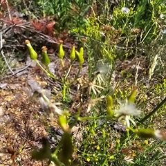 Senecio bathurstianus (Rough Fireweed) at Isaacs, ACT - 18 Jan 2025 by Mike