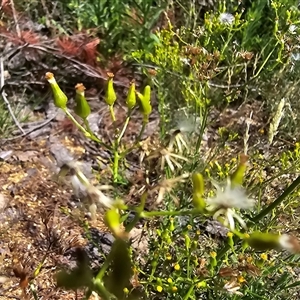 Senecio bathurstianus (Rough Fireweed) at Isaacs, ACT by Mike