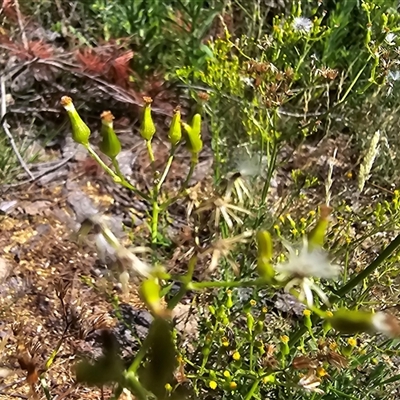 Senecio bathurstianus (Rough Fireweed) at Isaacs, ACT - 18 Jan 2025 by Mike