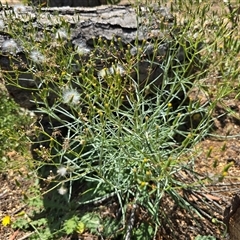 Senecio quadridentatus (Cotton Fireweed) at Isaacs, ACT - 18 Jan 2025 by Mike