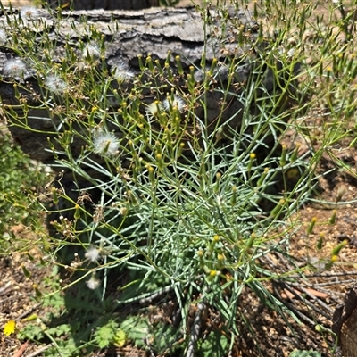 Senecio quadridentatus (Cotton Fireweed) at Isaacs, ACT - 18 Jan 2025 by Mike