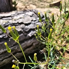 Senecio quadridentatus at Isaacs, ACT - 18 Jan 2025 03:47 PM