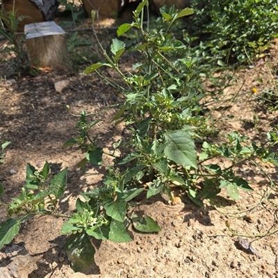 Solanum nigrum (Black Nightshade) at Isaacs, ACT - 18 Jan 2025 by Mike