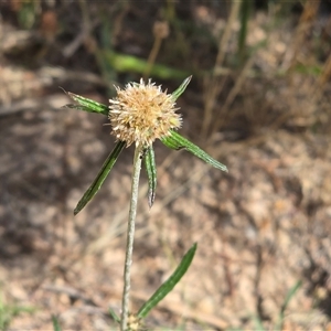 Euchiton involucratus (Star Cudweed) at Isaacs, ACT by Mike