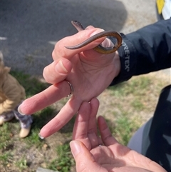 Hemiergis talbingoensis (Eastern Three-toed Earless Skink) at Mount Fairy, NSW - 18 Jan 2025 by Maxxy167