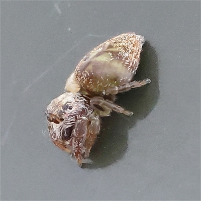 Unidentified Jumping or peacock spider (Salticidae) at Acton, ACT - 11 Jan 2025 by ConBoekel