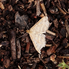 Scopula rubraria (Reddish Wave, Plantain Moth) at Acton, ACT - 12 Jan 2025 by ConBoekel