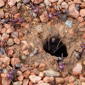 Iridomyrmex purpureus (Meat Ant) at Acton, ACT by ConBoekel