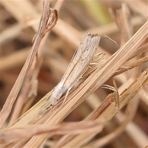 Culladia cuneiferellus (Crambinae moth) at Acton, ACT by ConBoekel