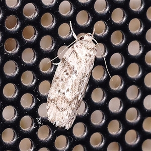 Acantholena siccella at Charlestown, NSW by ConBoekel