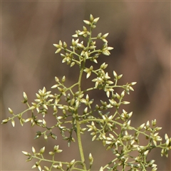 Cassinia quinquefaria (Rosemary Cassinia) at O'Connor, ACT - 15 Jan 2025 by ConBoekel