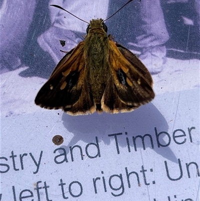 Unidentified Skipper (Hesperiidae) at Cotter River, ACT - 18 Jan 2025 by dgb900