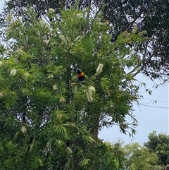 Trichoglossus moluccanus (Rainbow Lorikeet) at Vincentia, NSW - 18 Jan 2025 by jks