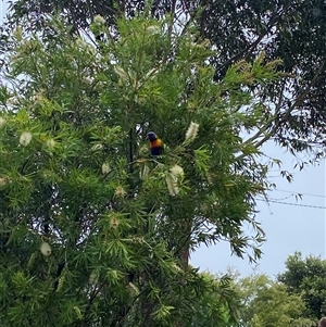 Trichoglossus moluccanus (Rainbow Lorikeet) at Vincentia, NSW by jks